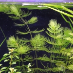 植栽から3日目　マツモ